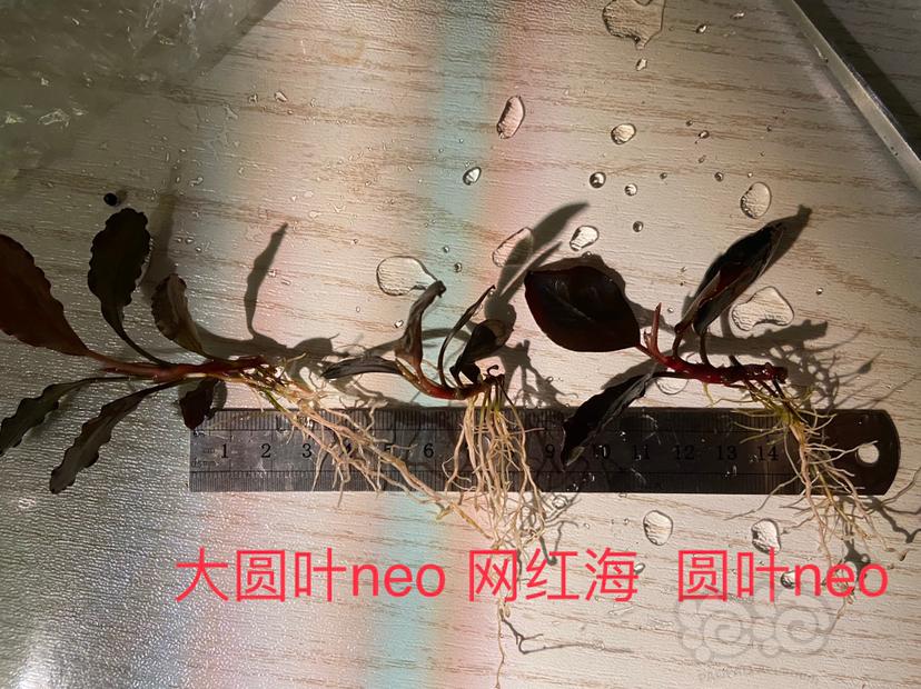 【辣椒榕】组合，母猪，网红-图9