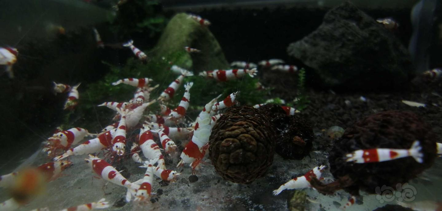 出一缸纯血红白水晶虾-图6