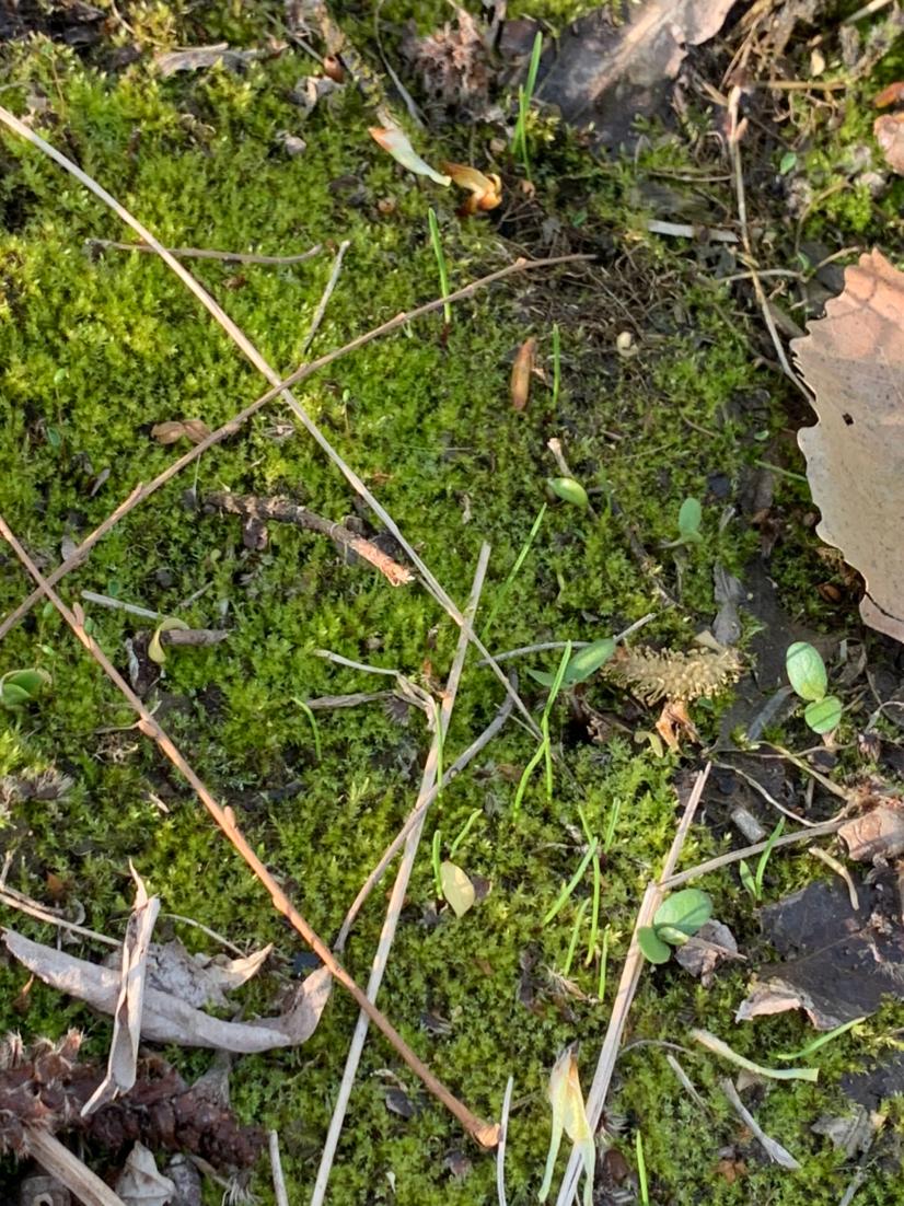 【苔藓】在湖边发现这个苔藓，请问这是什么藓，想野采回去做水陆缸。-图5