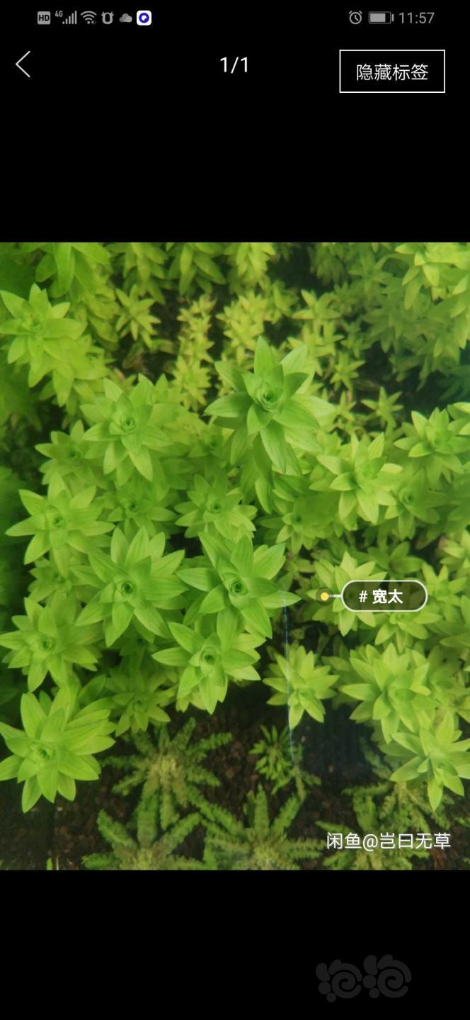 出珊瑚美凤细叶铁黑木蕨，阳性草-图4