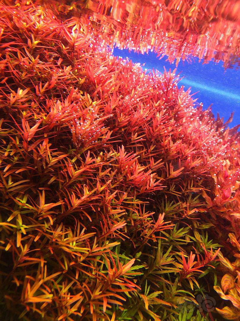 出打头草血红宫廷