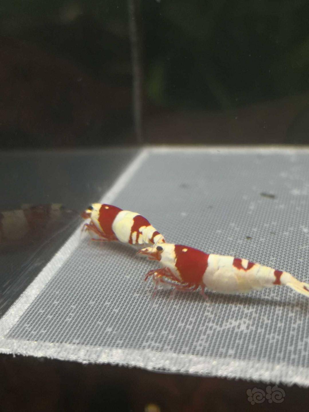 虾螺出售高端纯血红白繁殖组10只包邮厚甲喜欢厚甲的来