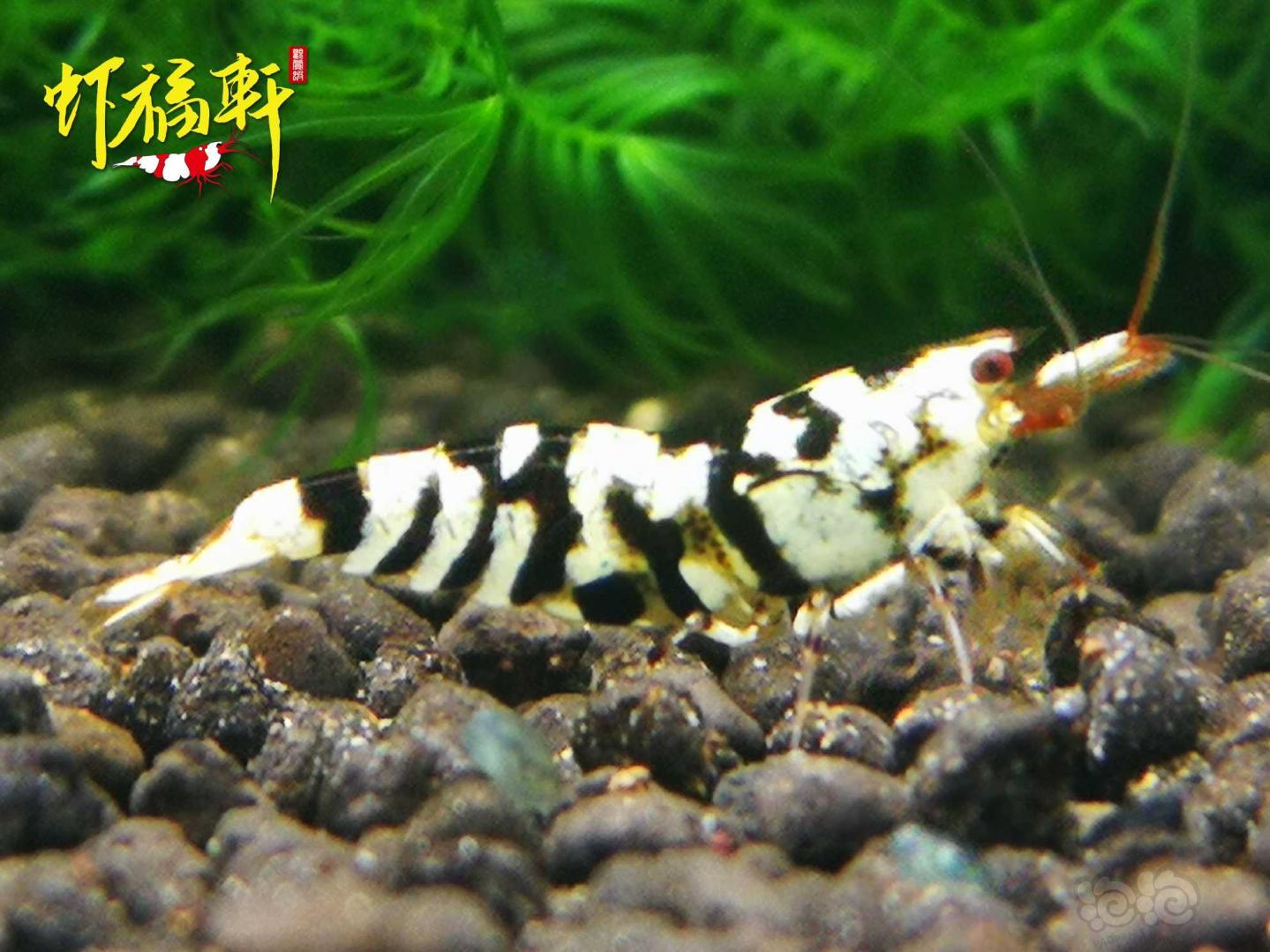 【虾】2021-04-29#RMB拍卖#黑花虎4只-图8