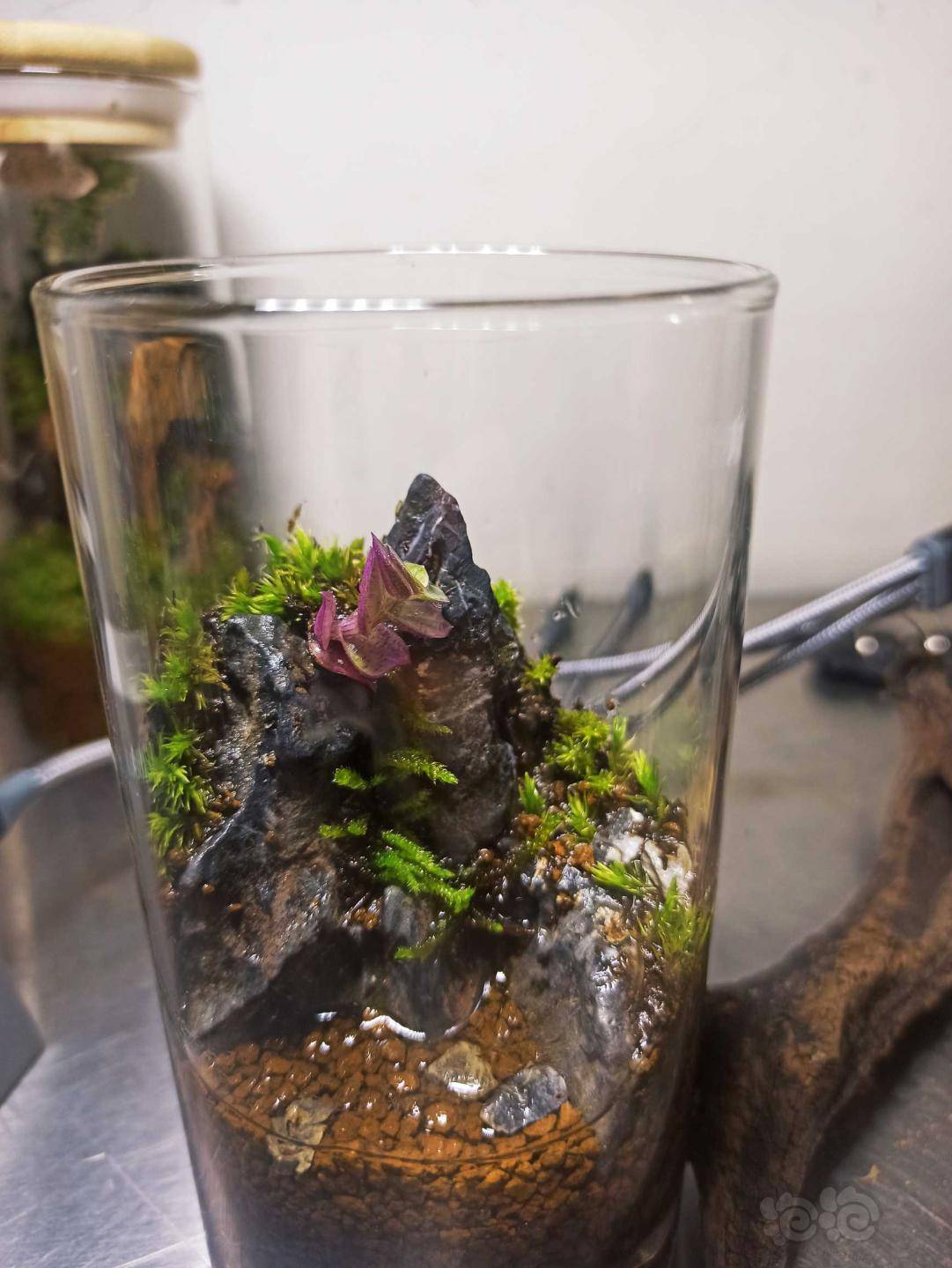 微景观生态瓶生态瓶