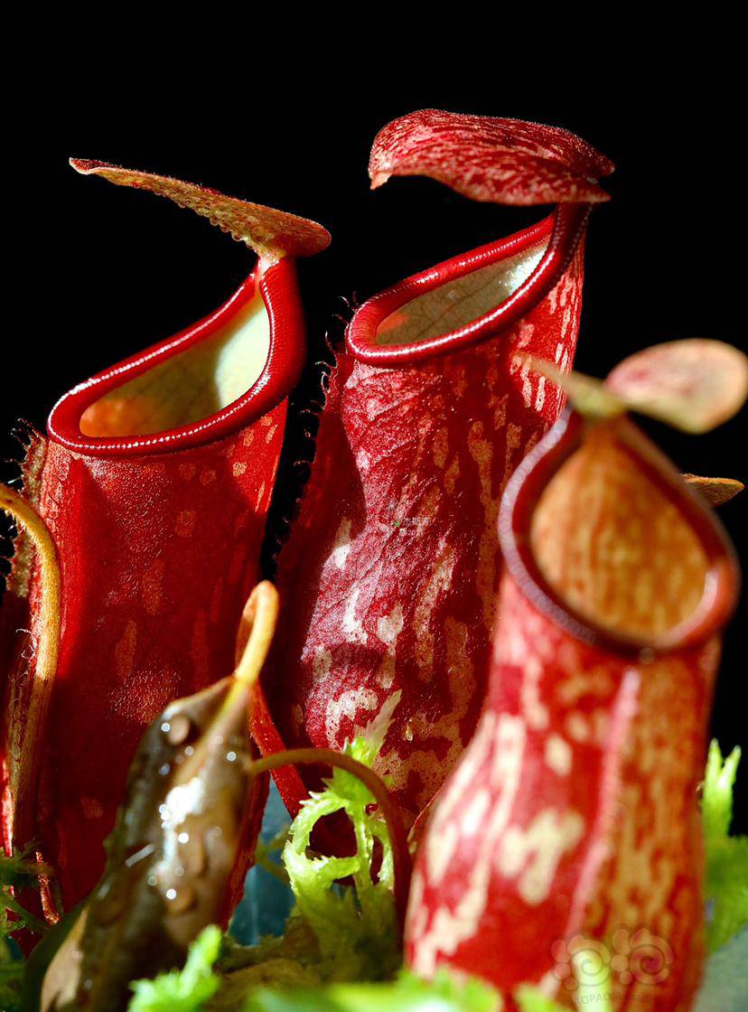 食虫盖亚猪笼草78