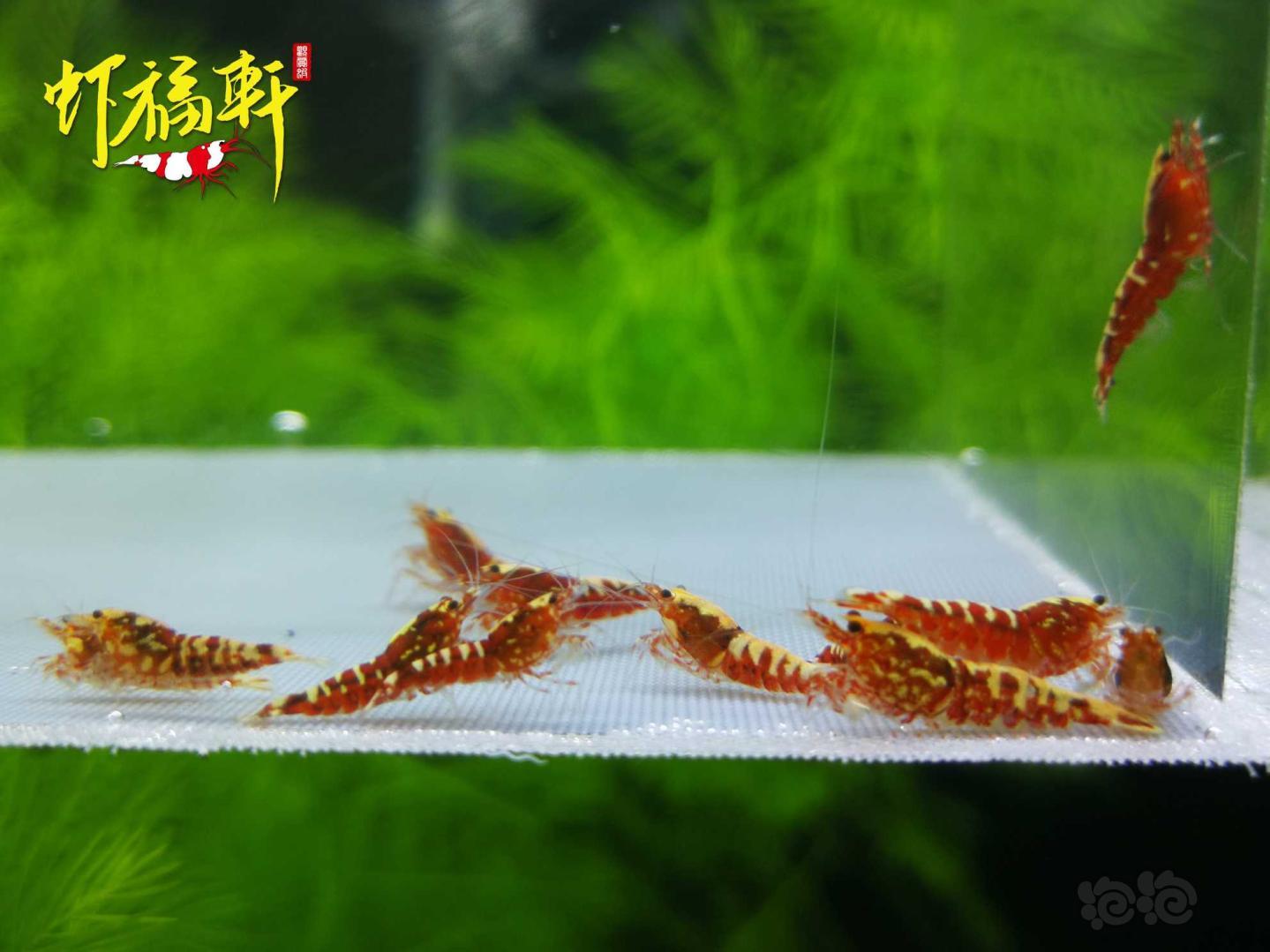 【虾】2021-04-28#RMB拍卖#红银河淘汰级10只-图3