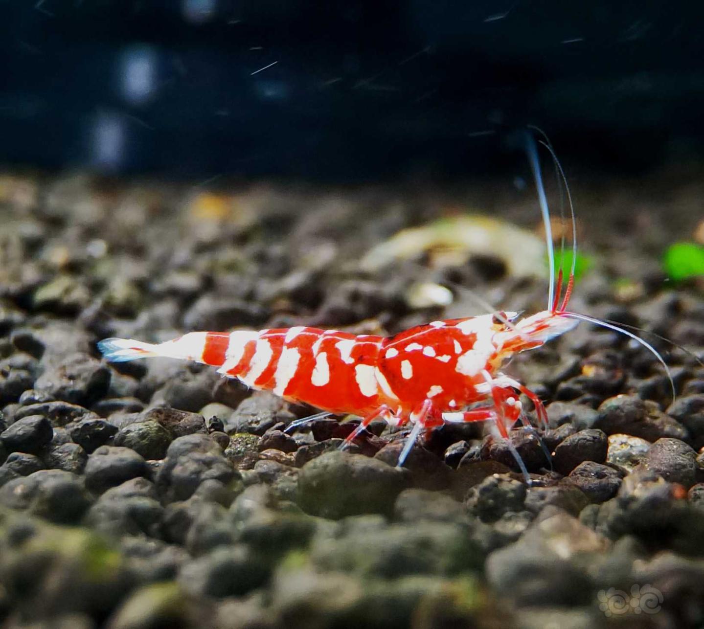 【虾】2021-4-6#RMB拍卖#红花虎水晶虾繁殖组一份2只-图3