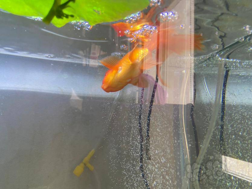 金鱼一直浮水面无法控制身体游动 泡泡水族