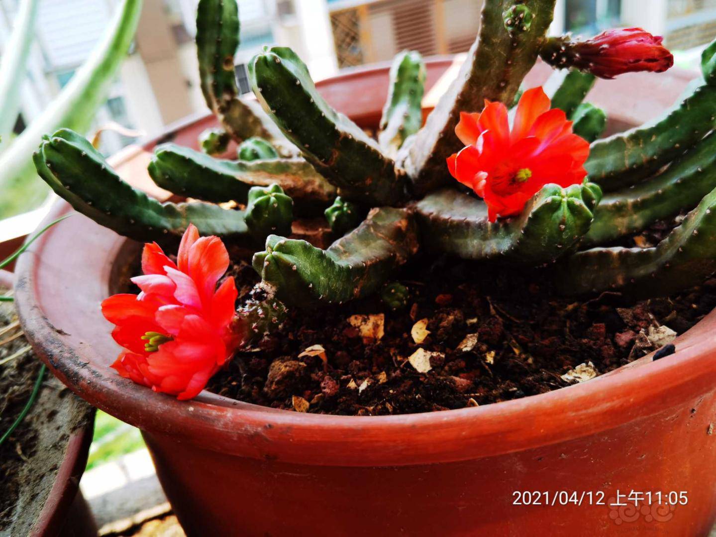 【交流】桃太郎开花了-图2