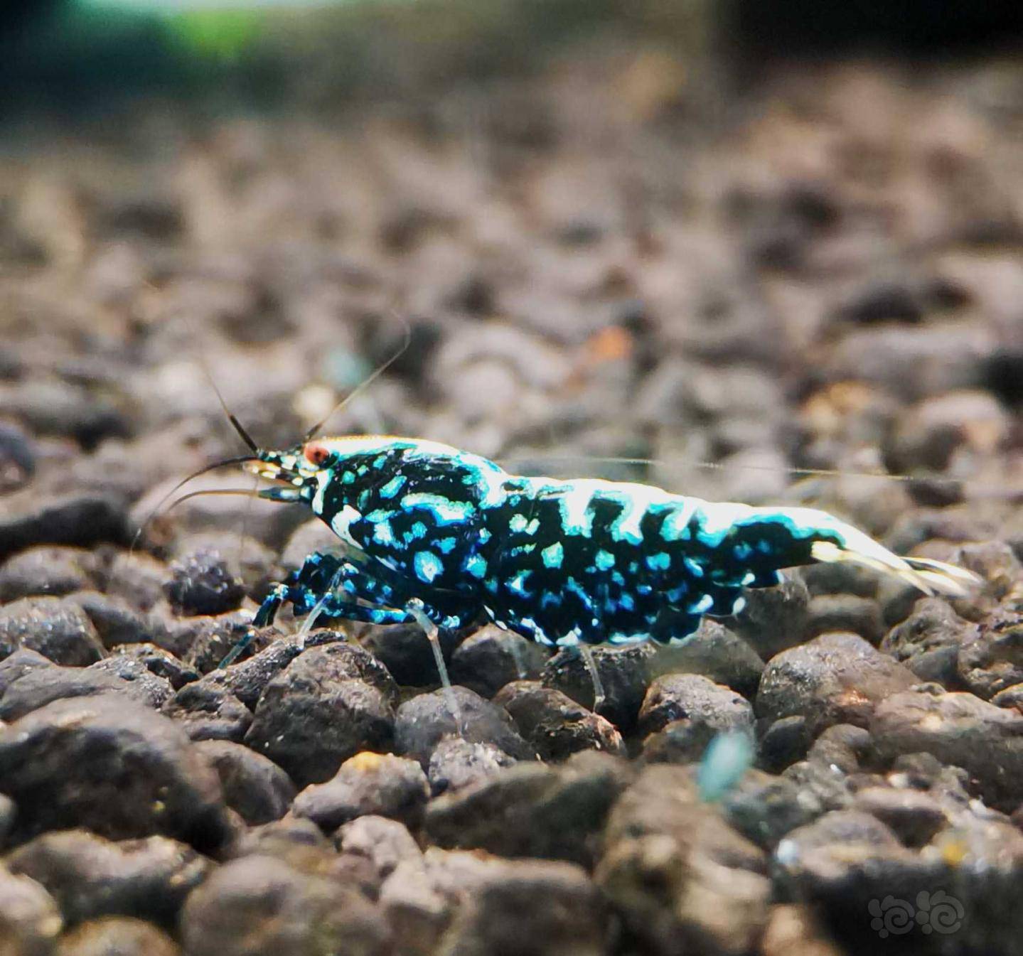 2021426rmb拍卖黑银河星钻水晶虾一份2只