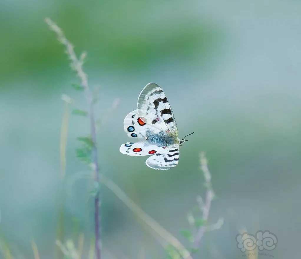 一只美丽的君主绢蝶在高山草甸上飞过-图1