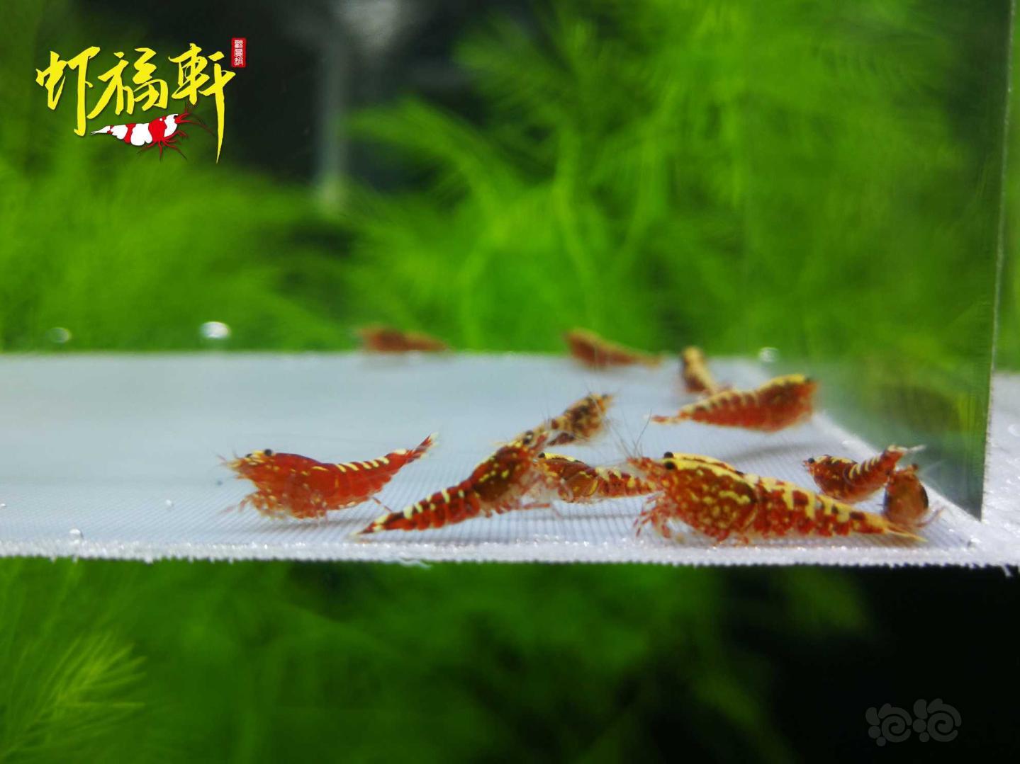 【虾】2021-04-28#RMB拍卖#红银河淘汰级10只-图1