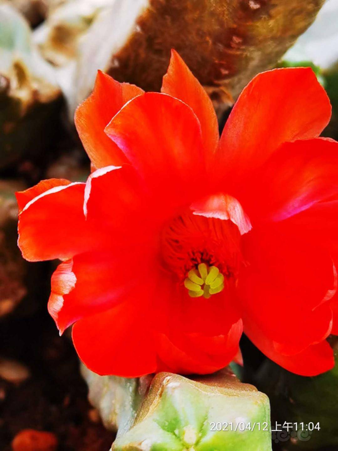 【交流】桃太郎开花了-图4