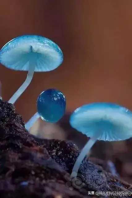 世界上罕见的蘑菇-图3