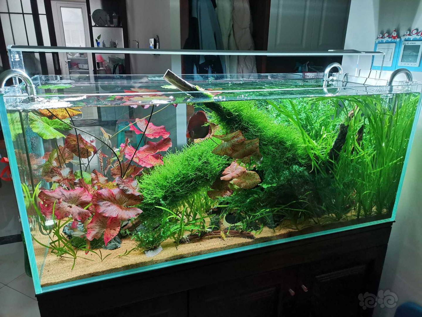 1cm缸双面景 论坛第二贴 泡泡水族