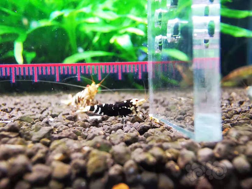 【虾】2021-04-18RMB拍卖#黑花虎小虾一份两只-图2
