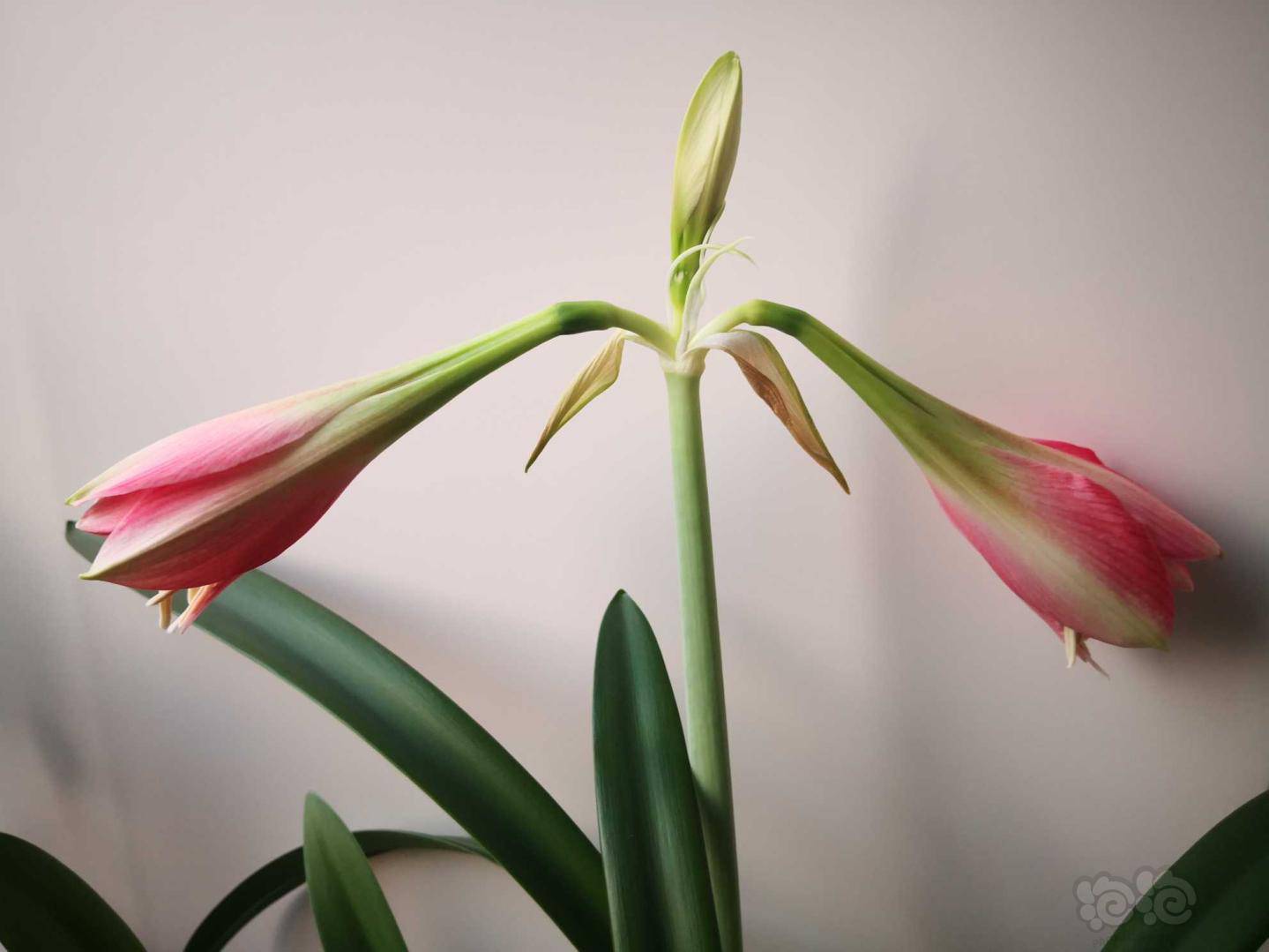 盆栽朱顶红瑞贝卡