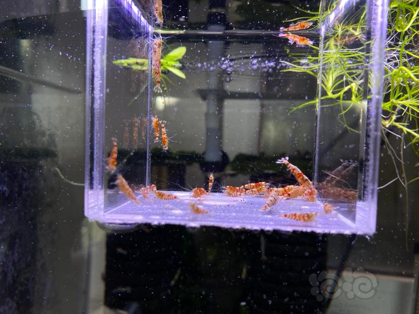 【虾】2021-04-19#RMB拍卖红花虎30只-图4