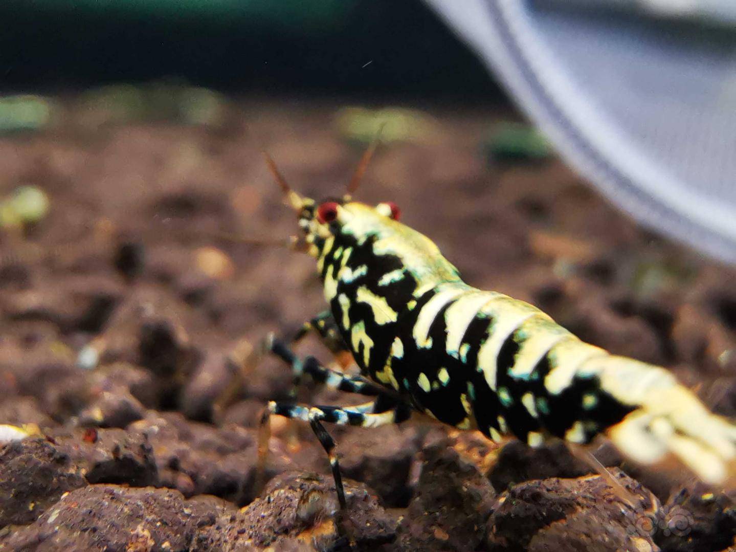 20210415rmb拍卖星钻银河水晶虾一对