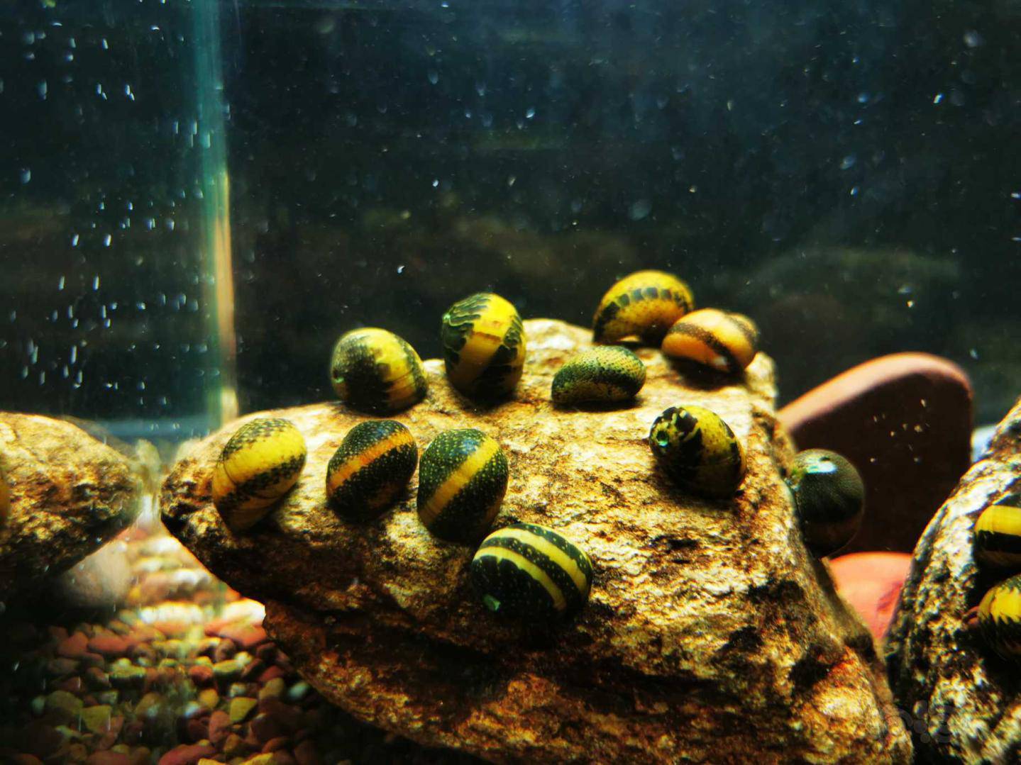 老字号售彩蛋螺专帖