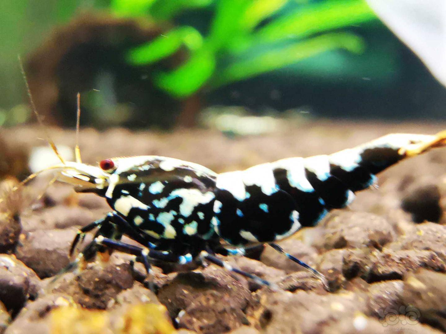 20210415rmb拍卖星钻银河水晶虾一对