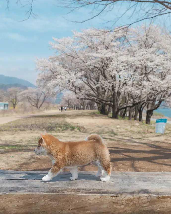 樱花树下的小柴犬，-图8