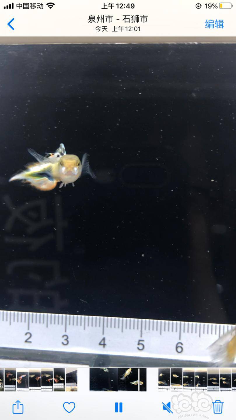 白金矛尾孔雀魚