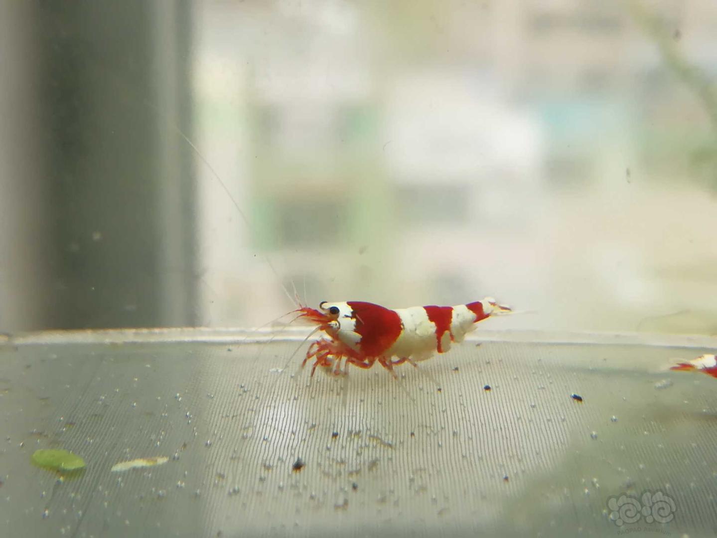 【虾】2021-04-15#RMB拍卖#红白纯血水晶虾一份4只-图5