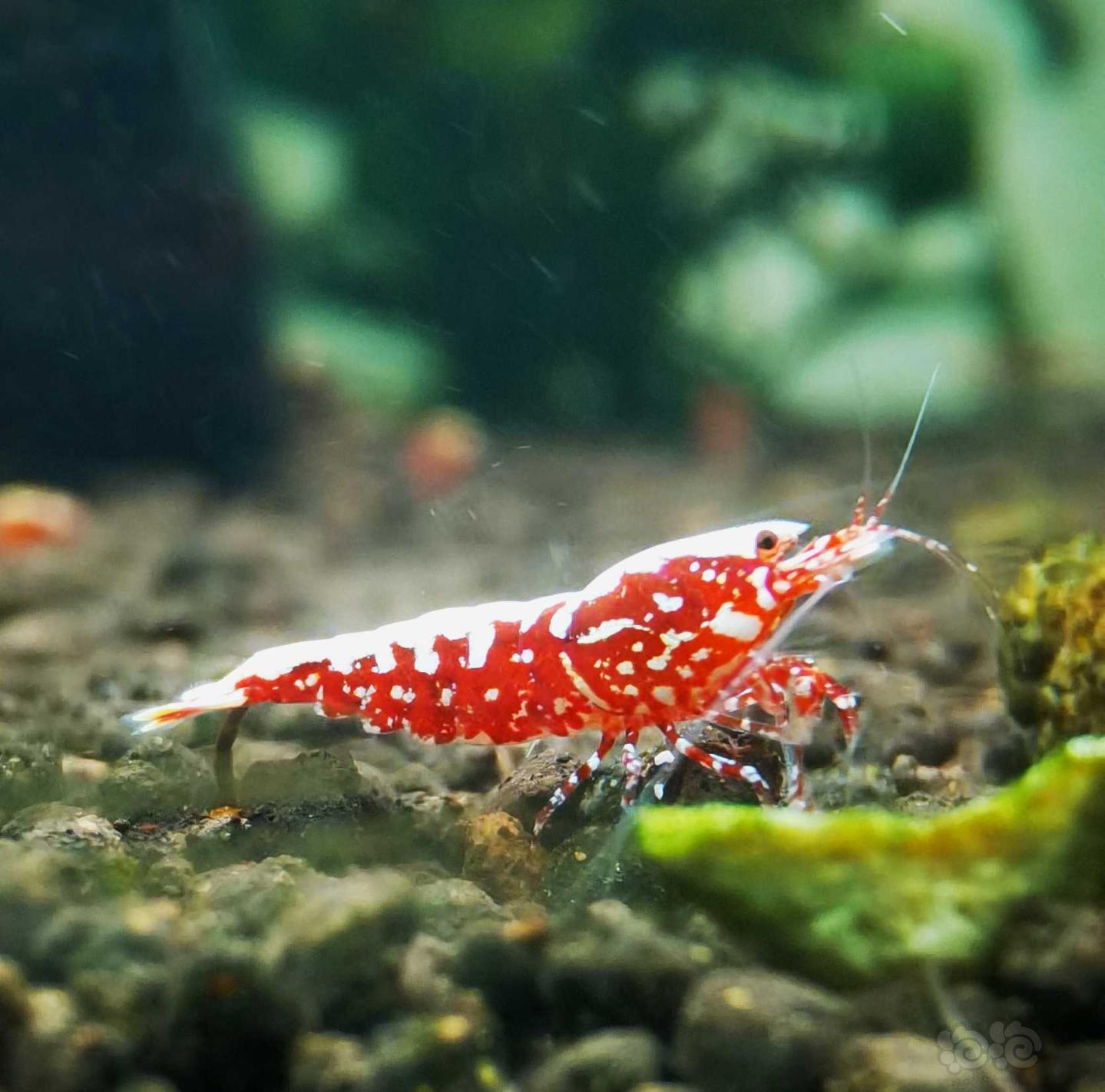 【虾】2021-4-25#RMB拍卖#红银河星钻水晶虾繁殖组一份3只-图2