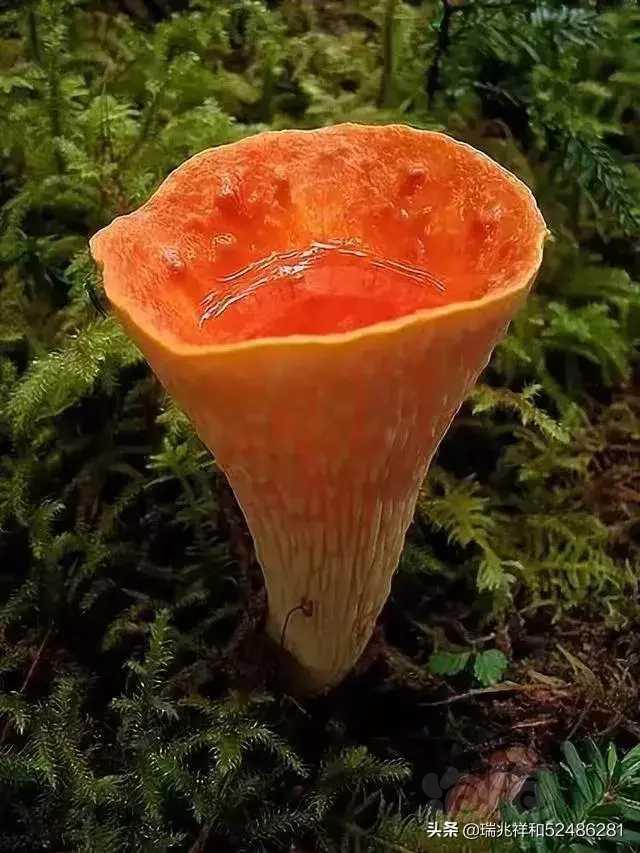 世界上罕见的蘑菇-图5