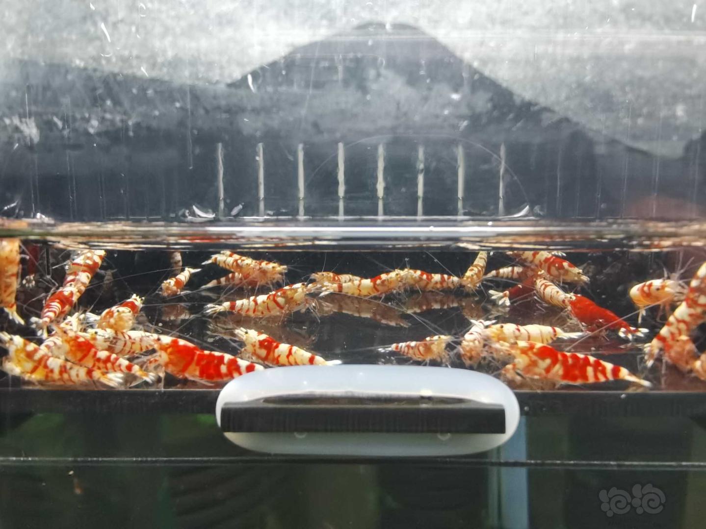 【虾】2021-4-28#RMB拍卖淘汰红花虎40只-图1