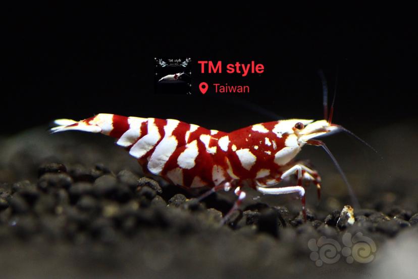 TM style 頂級紅花虎-图2