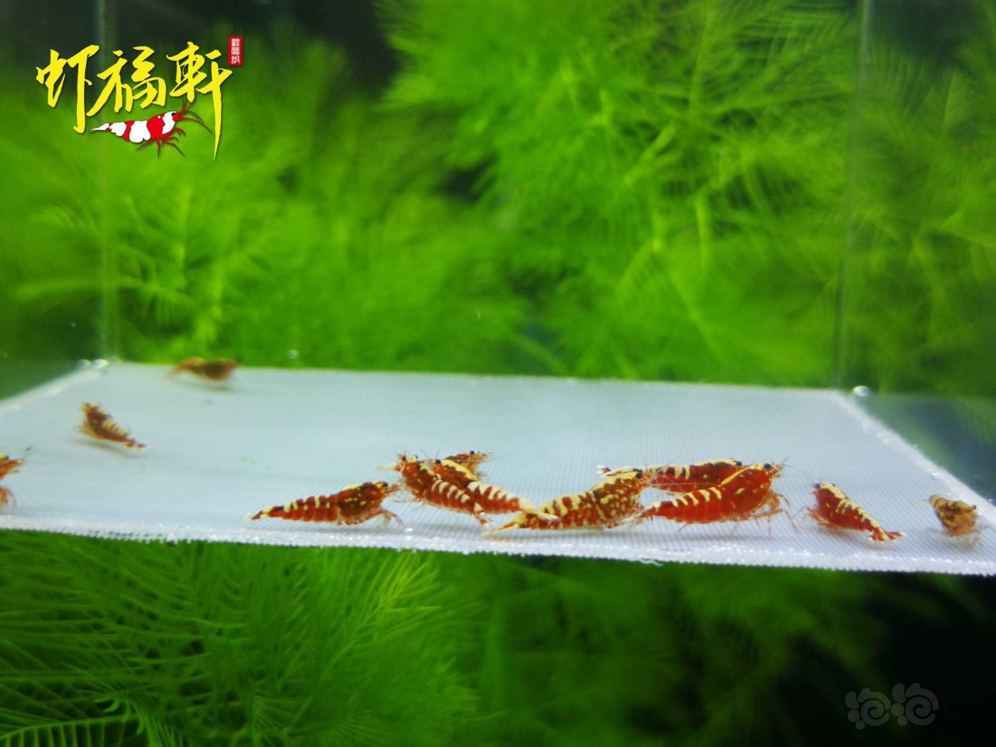 【虾】2021-04-28#RMB拍卖#红银河淘汰级10只-图4