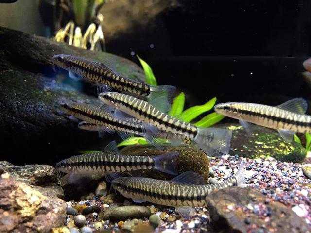 丽纹鳅除藻草缸鱼-图2