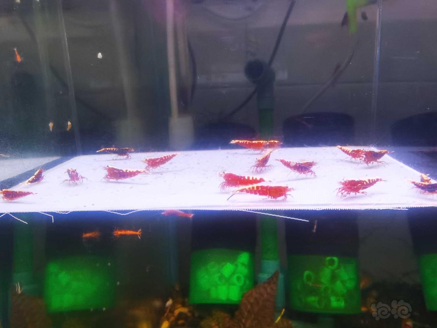 【虾】2021-4-18#RMB拍卖#红银河鱼骨20只-图1