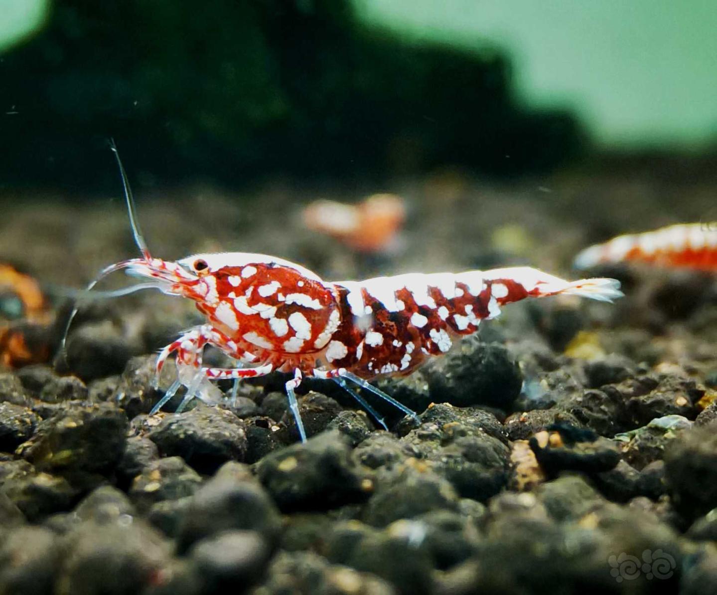 【虾】2021-4-3#RMB拍卖#深色系红银河星钻水晶虾繁殖组一份3只-图1