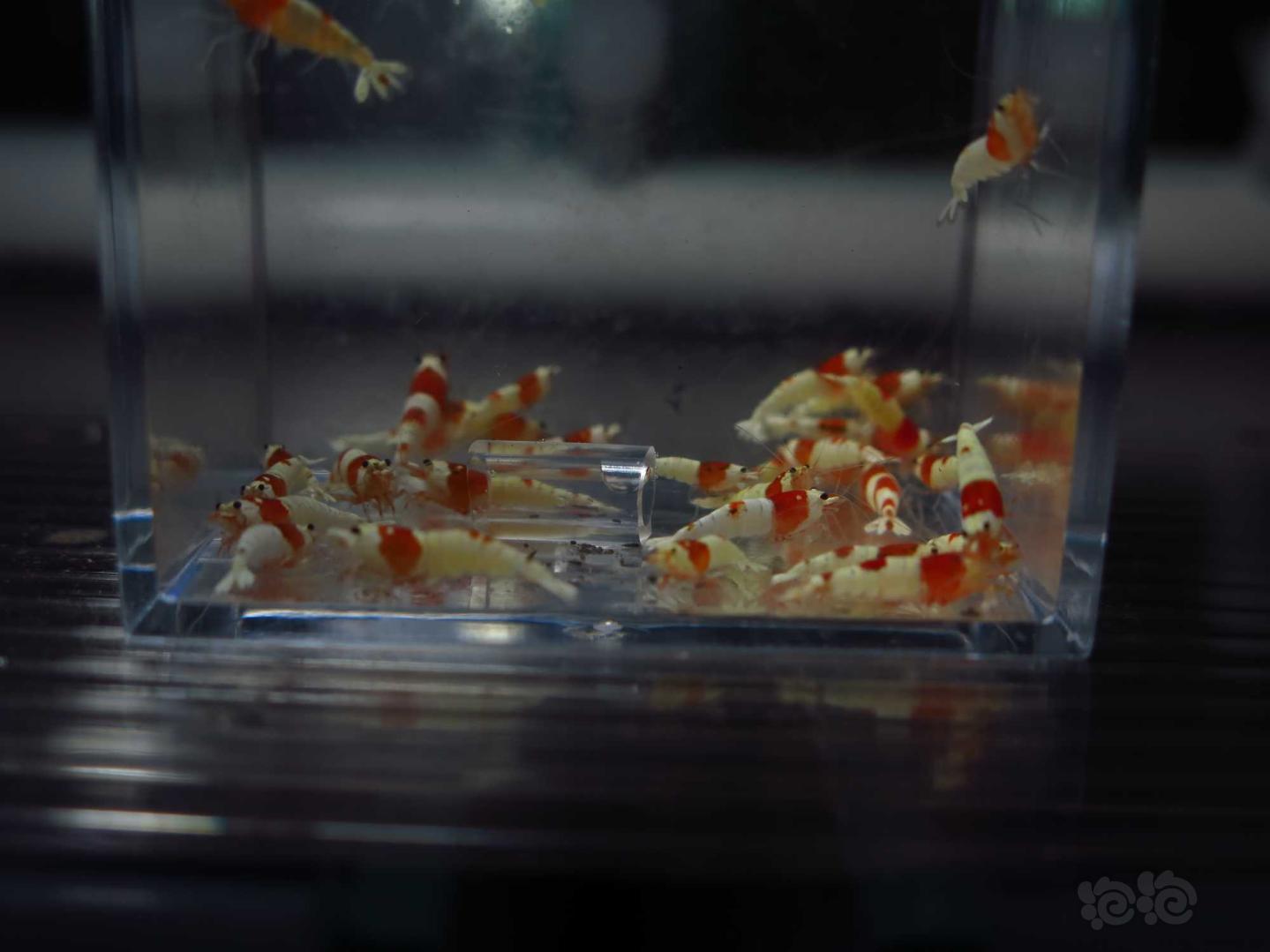 广州出一盒30只红白淘汰水晶虾-图6