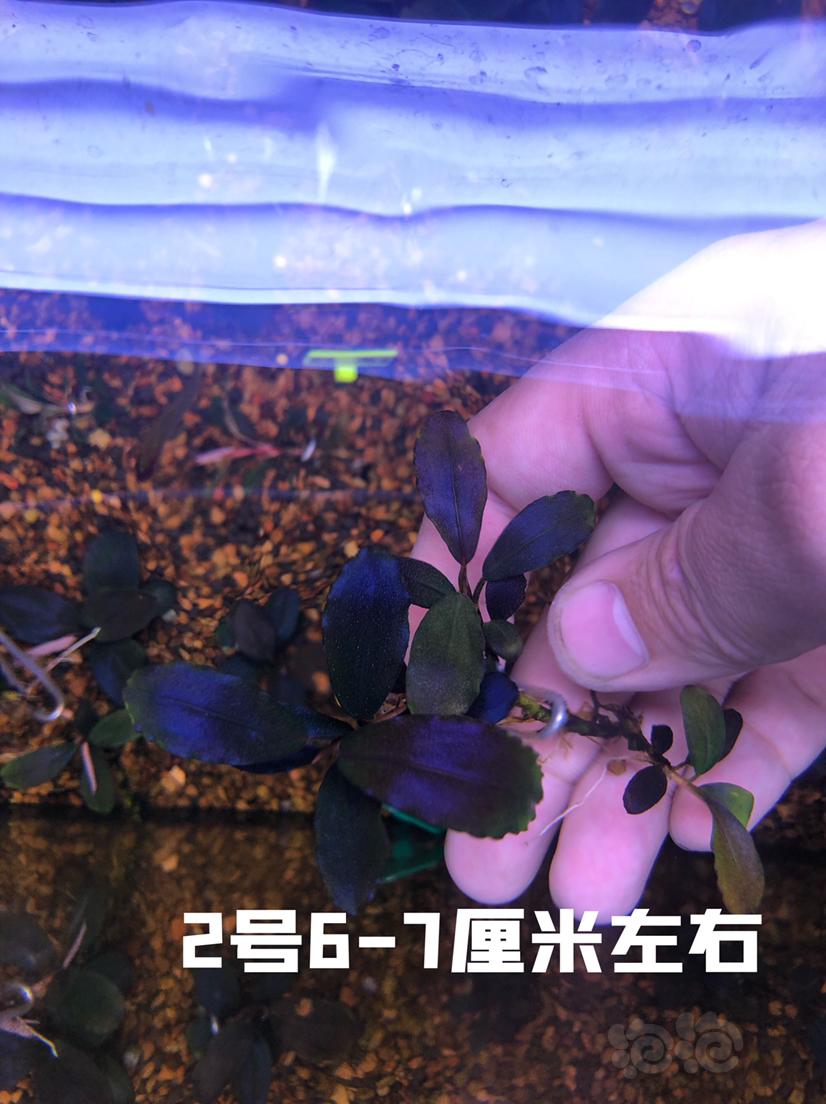 【辣椒榕】北京出售4颗11蓝-图3