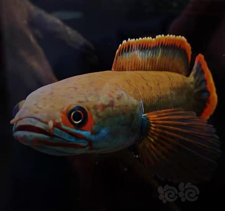 【热带鱼】新到一批17-23公分的血斑一雷龙-图1