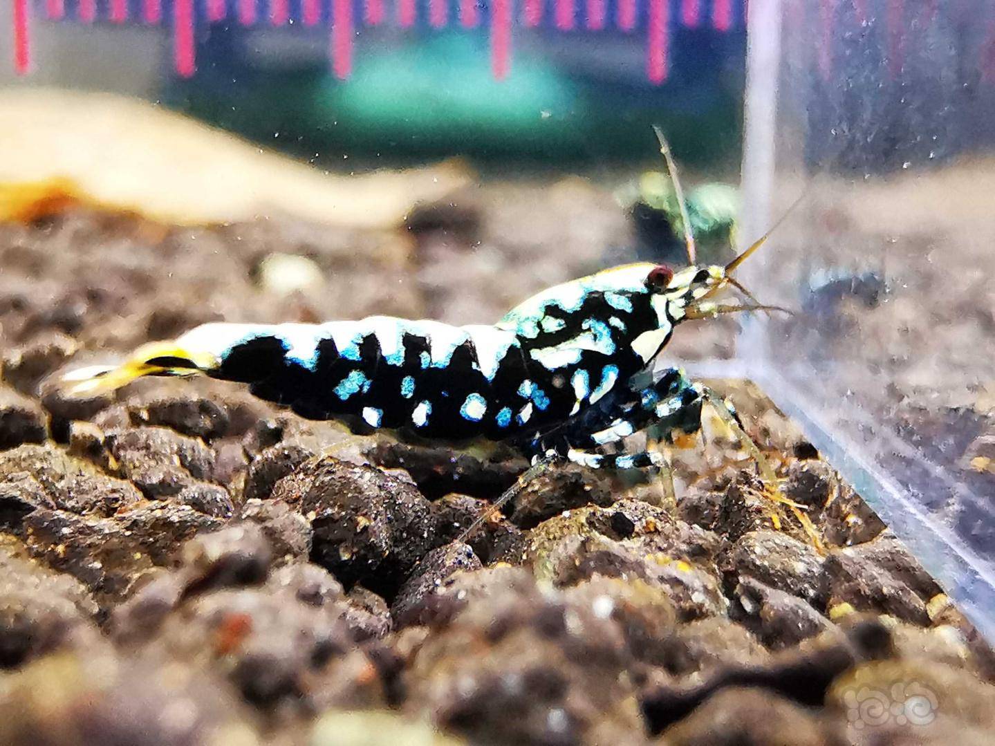 202147rmb拍卖银河星钻繁殖组4只