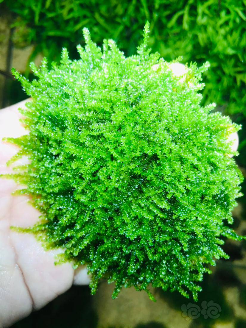 出水晶莫丝5块蕨一棵爪哇莫丝一盆进出水两套