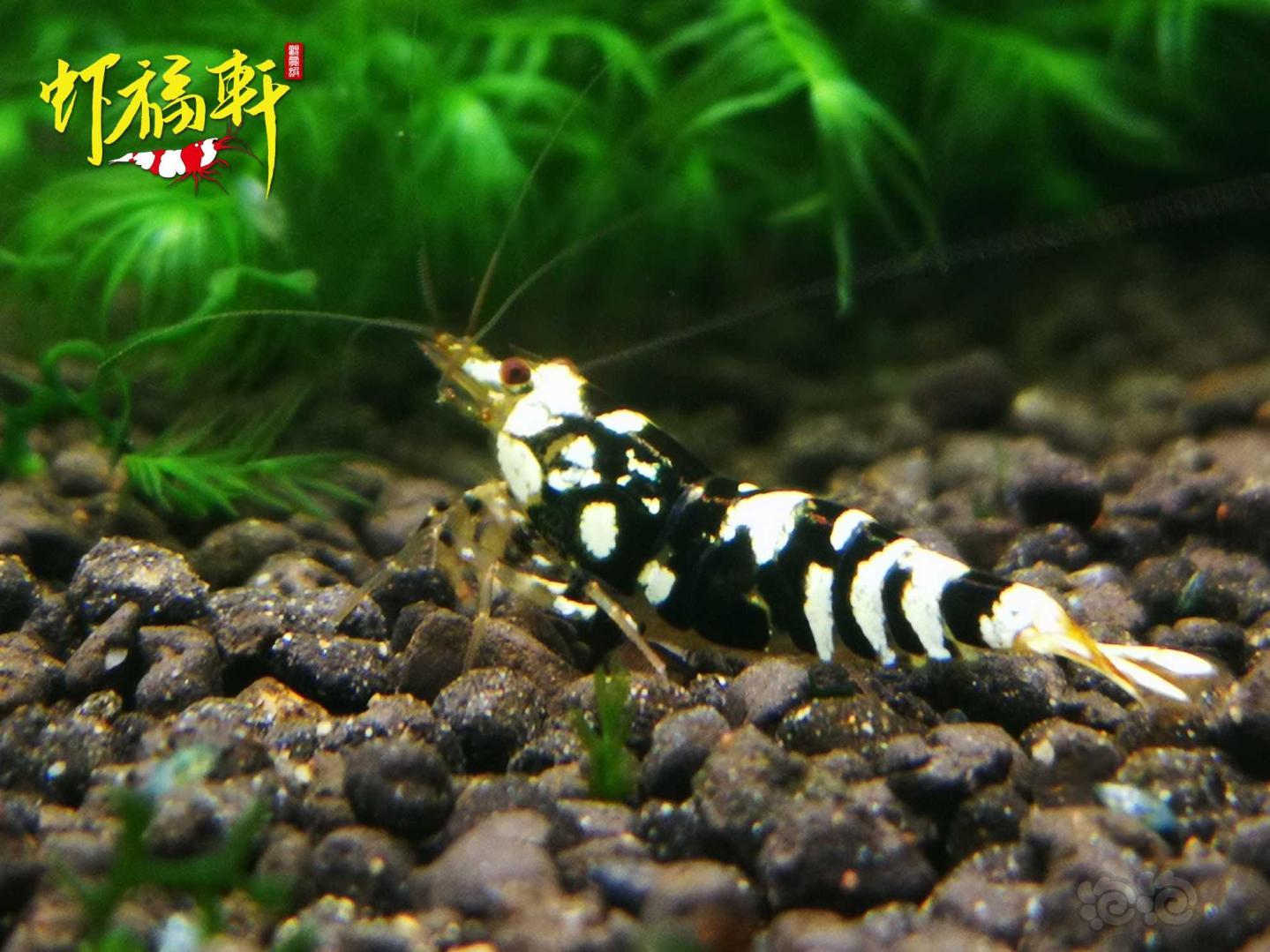 【虾】2021-04-29#RMB拍卖#黑花虎4只-图6