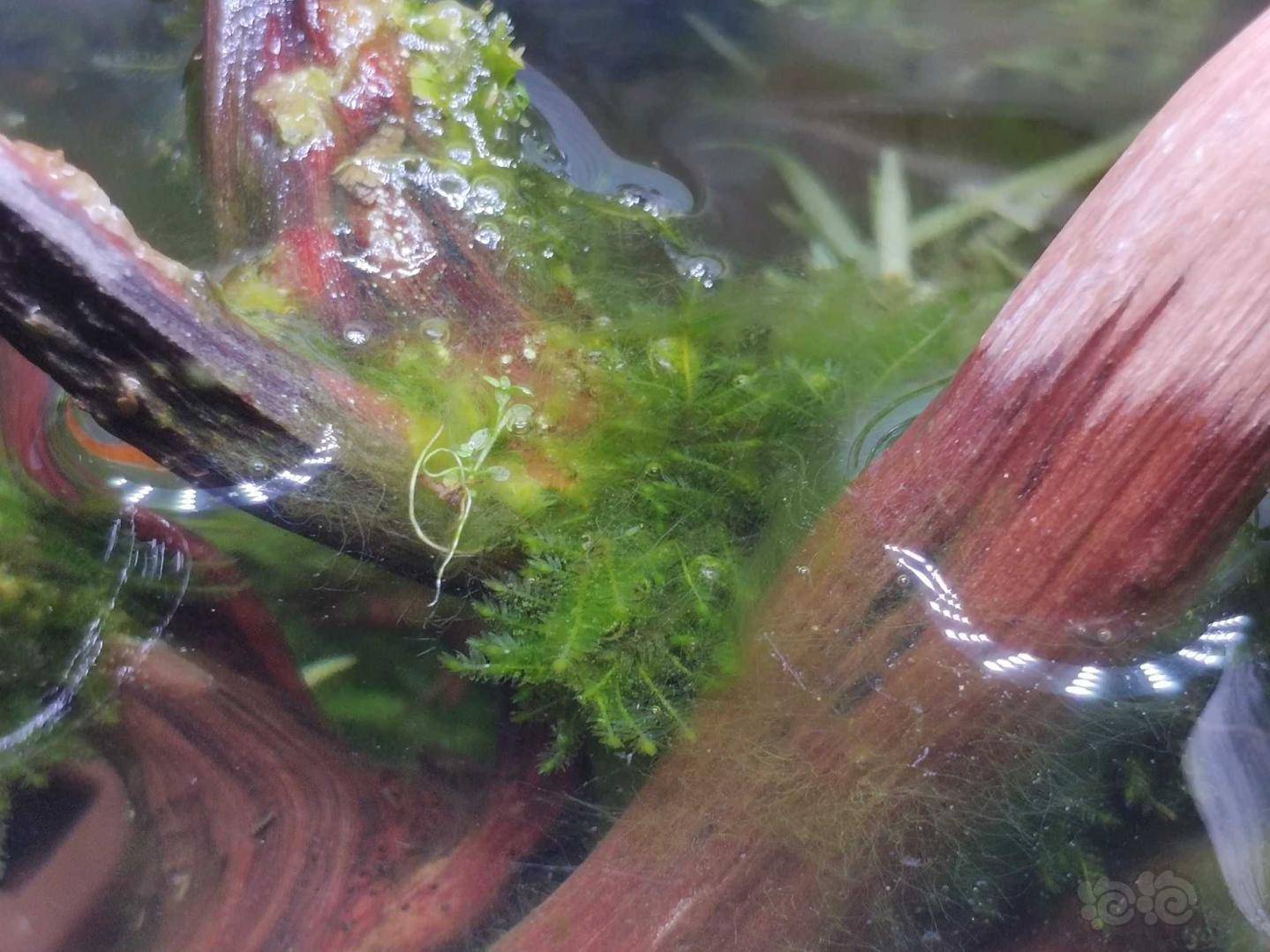 爆藻了问问大家这个是什么藻