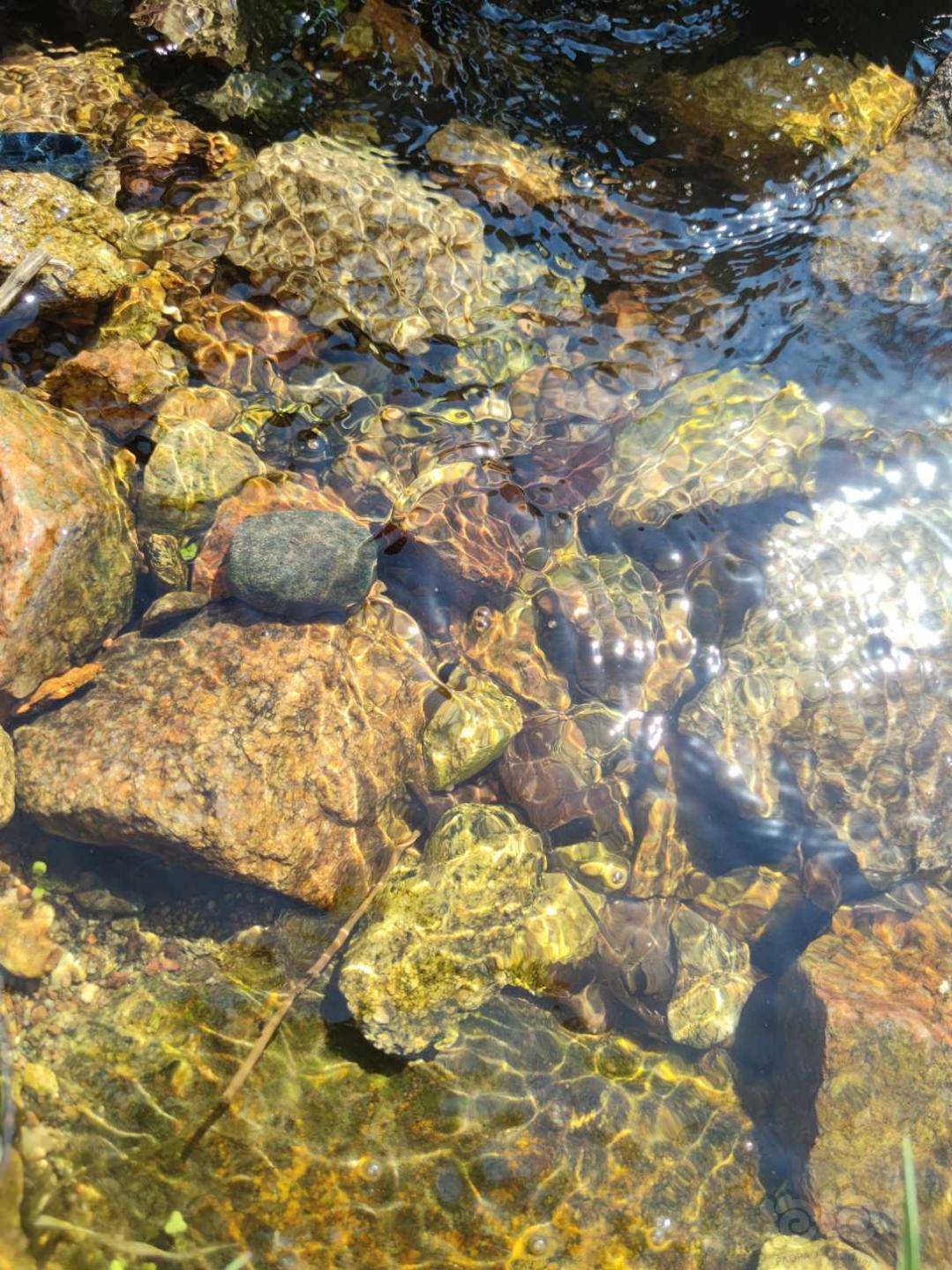 出售溪流石鱼缸造景鱼缸底砂原生石鼠鱼沙三湖造景