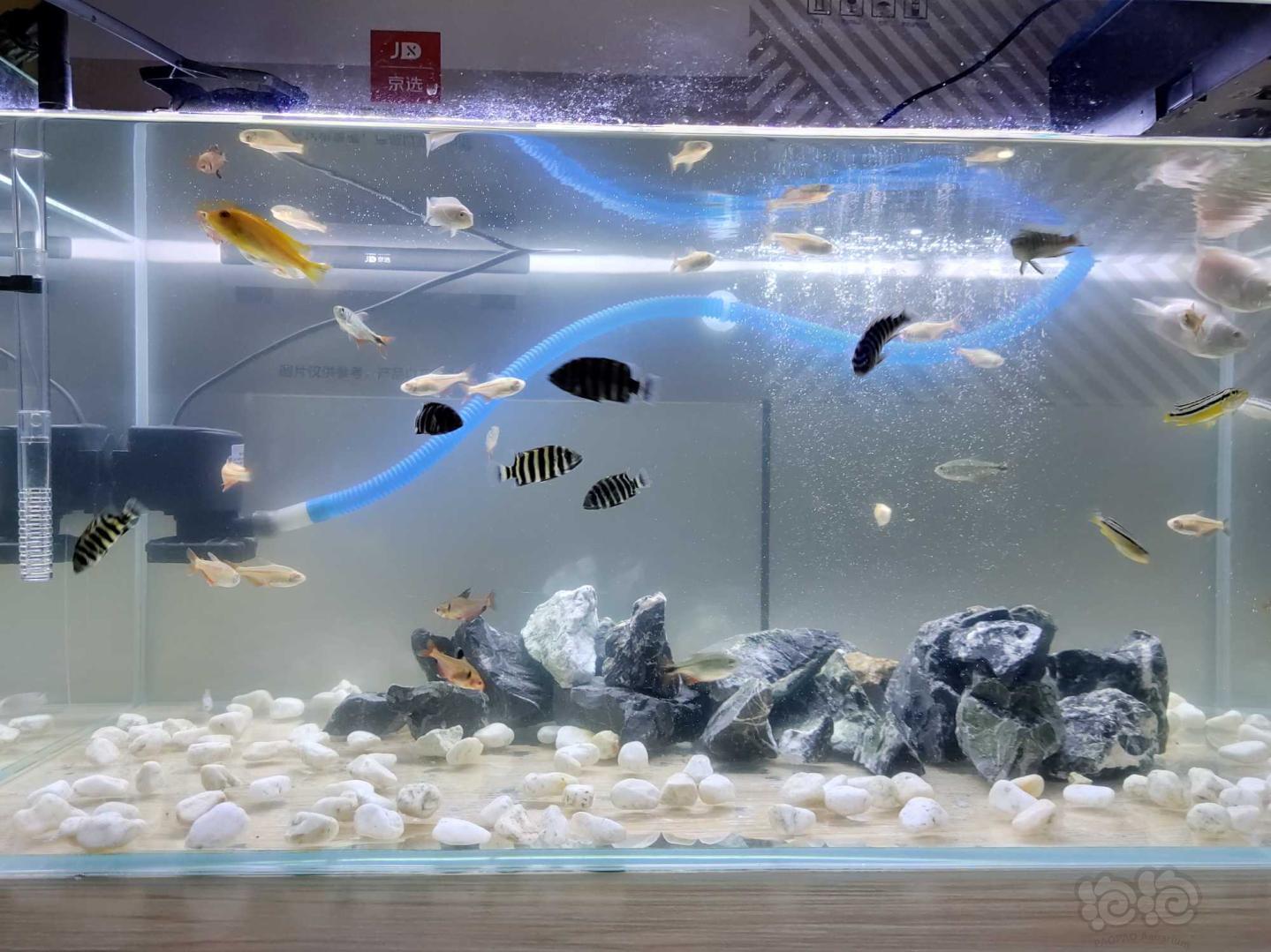 【三湖慈鲷】养鱼的乐趣就是在于动动手-图2