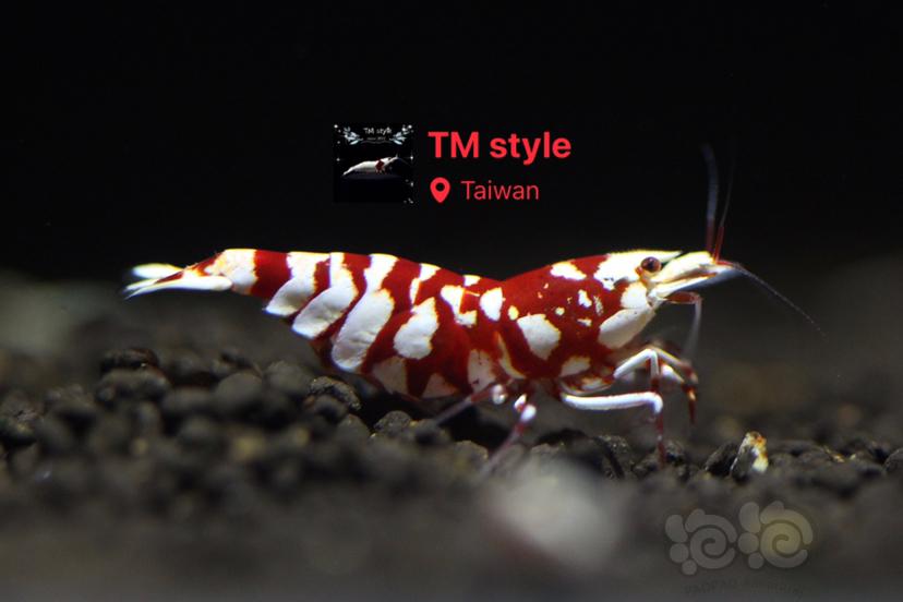 TM style 頂級紅花虎-图4