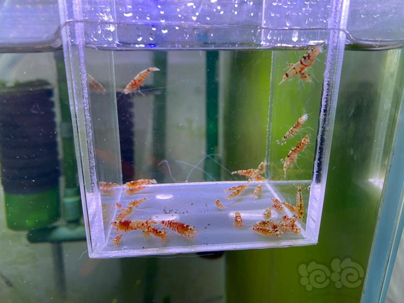 【虾】2021-4-11#RMB拍卖#  红花虎一份40只-图1