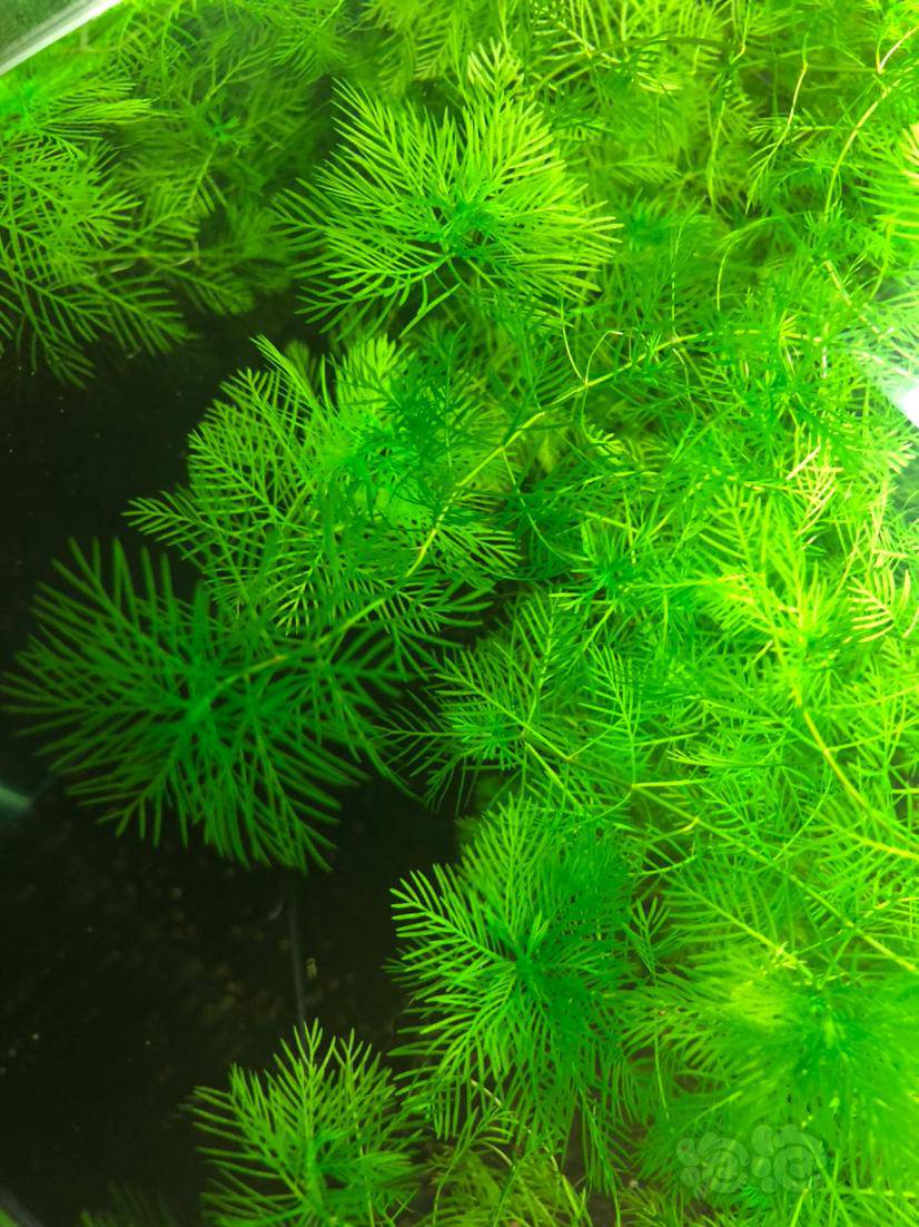 水草交易 出日本羽毛草回复 分享 分享到微信              分享到