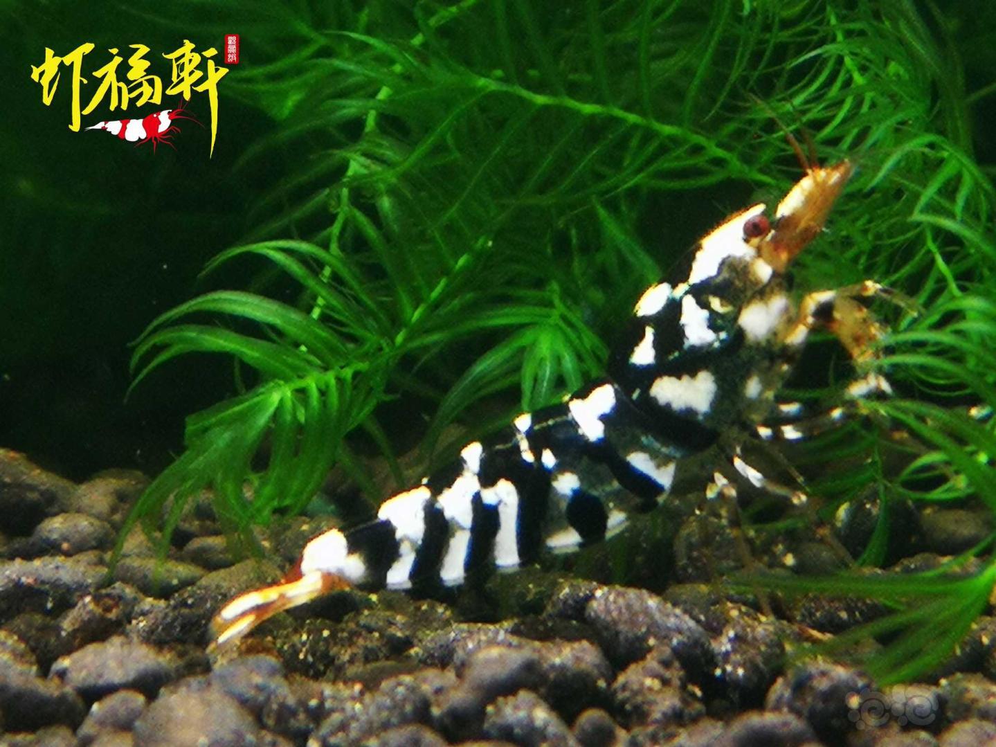 【虾】2021-04-29#RMB拍卖#黑花虎4只-图1