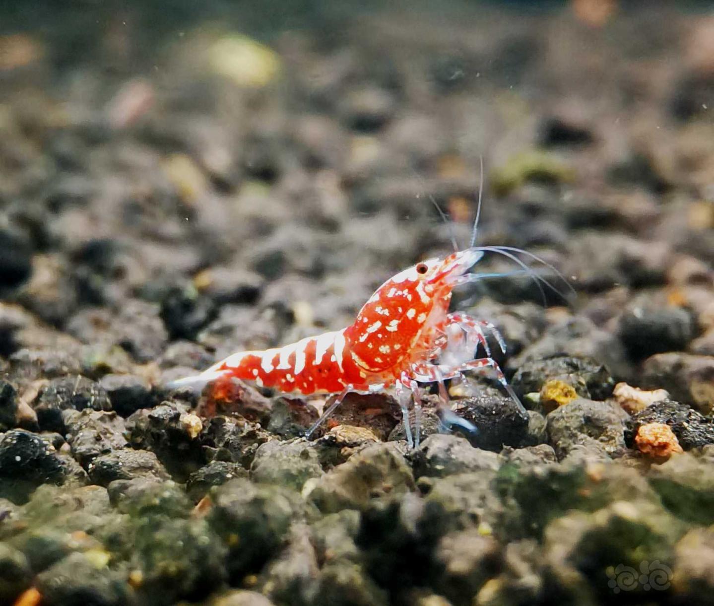 【虾】2021-4-3#RMB拍卖#红银河星钻水晶虾一份8只-图8